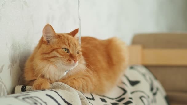 Χαριτωμένο Γάτα Τζίντζερ Ξαπλωμένη Στον Καναπέ Αφράτο Κατοικίδιο Ζώο Πρόκειται — Αρχείο Βίντεο
