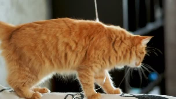 可爱的生姜猫走在沙发上 毛茸茸的宠物要睡觉 不想玩丝带 舒适的家 — 图库视频影像