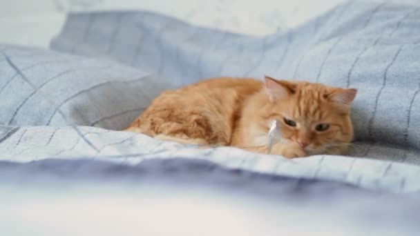 Lindo Gato Jengibre Acostado Cama Fluffy Mascota Dormir Quiere Jugar — Vídeos de Stock