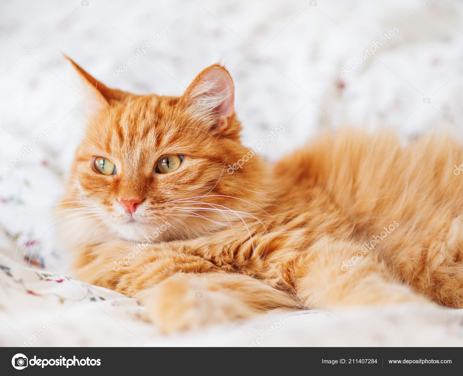 Joli Chat Gingembre Couché Dans Son Lit Moelleux Animal