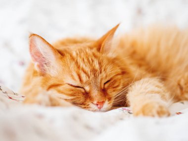 Yatakta yatarken şirin zencefil kedi. Kabarık evde beslenen hayvan pinekleme. Rahat ev arka plan, sabah uyku zamanı.