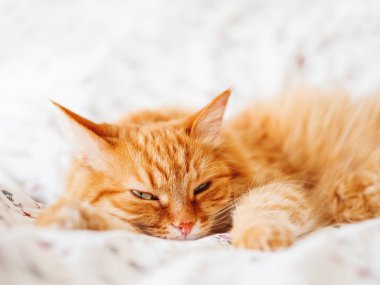 Yatakta yatarken şirin zencefil kedi. Kabarık evde beslenen hayvan germe. Rahat ev arka plan, sabah uyku zamanı.