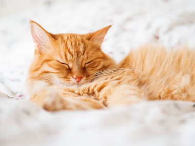 Yatakta yatarken şirin zencefil kedi. Kabarık evde beslenen hayvan pinekleme. Rahat ev arka plan, sabah uyku zamanı.