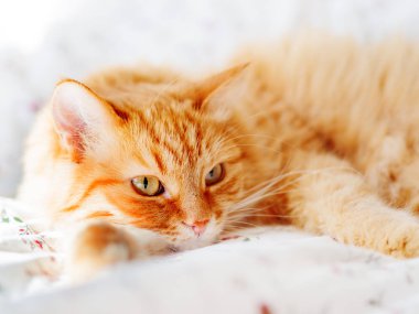Yatakta yatarken şirin zencefil kedi. Kabarık evde beslenen hayvan pinekleme. Rahat ev arka plan, sabah uyku zamanı.