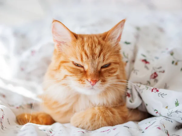 Gato Gengibre Bonito Deitado Cama Sob Cobertor Animal Estimação Fofo — Fotografia de Stock