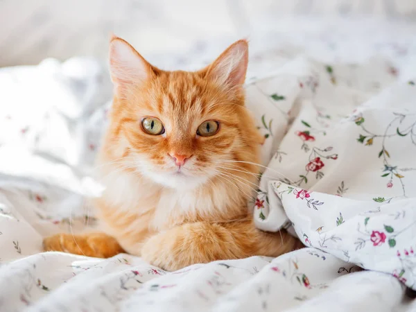 Die Süße Ingwerkatze Liegt Unter Einer Decke Bett Flauschiges Haustier — Stockfoto