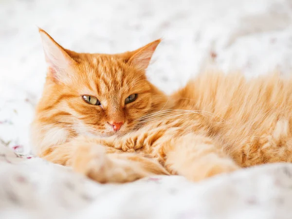 Schattig Gember Kat Liggend Bed Pluizig Huisdier Nieuwsgierig Kijken Gezellig — Stockfoto