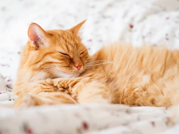 Carino Gatto Zenzero Sdraiato Letto Soffici Sonnellini Animali Accogliente Sfondo — Foto Stock