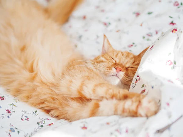 Lindo Gato Jengibre Acostado Cama Estiramiento Mascotas Esponjosas Acogedor Fondo — Foto de Stock