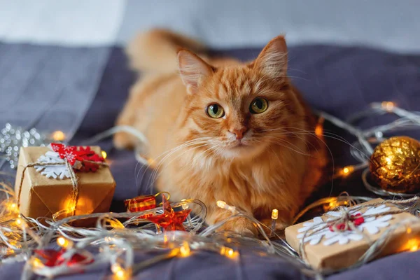 빛나는 침대에 귀여운 고양이 종이에서 아늑한 크리스마스 — 스톡 사진