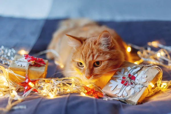 Şirin zencefil kedi ampulleri ve yeni yıl parlayan ile yatakta yalan Kraft kağıt içinde sunar. Rahat ev Noel tatil arka plan.