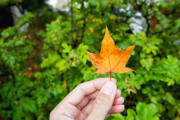 Ręka Jasny Pomarańczowy Maple Leaf Naturalne Podłoże Jesień Symbolem Jesieni — Zdjęcie stockowe