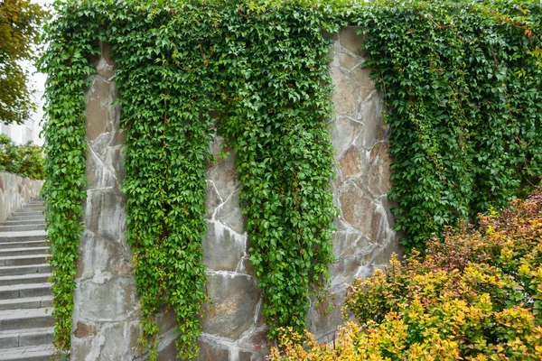 Stone Wall Almost Completely Overgrown Ivy — Stock Photo, Image