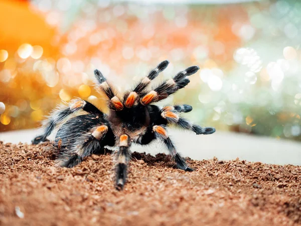 Tarantula spider. Dangerous insect in a special terrarium.