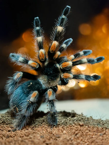Tarantula Spider Dangerous Insect Special Terrarium — Stock Photo, Image