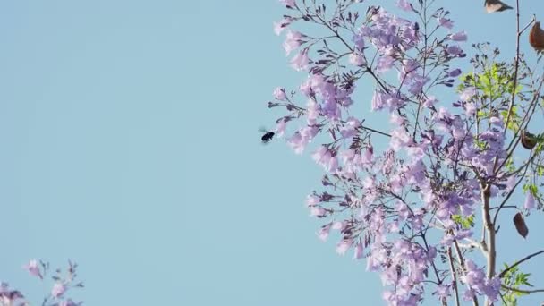 Blommande Jacaranda mimosifolia, även känd som jacaranda, blå jacaranda, svart poui, eller som trädet ormbunke. Turkiet. — Stockvideo