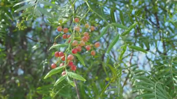 Pink peppercorn baie rose, pink berry . Schinus molle or Peruvian peppertree. — Stock Video
