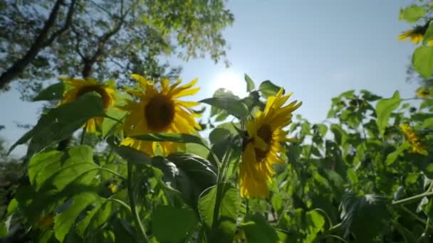 Feld leuchtend gelber reifer Sonnenblumen. ländliche Szene bei sonnigem Tag. — Stockvideo