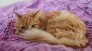 Şirin zencefil kedi menekşe battaniye var yalan. Kabarık pet kuşkuyla bakar. Rahat ev arka plan.