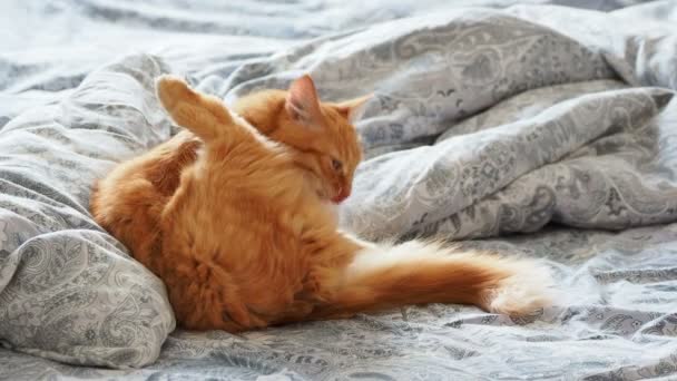 Lindo gato jengibre acostado en la cama. Fluffy mascota está lamiendo sus patas y va a dormir. Acogedor fondo casero . — Vídeos de Stock