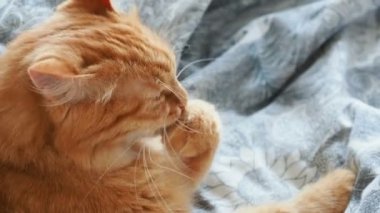 Yatakta yatarken şirin zencefil kedi. Kabarık evde beslenen hayvan onun pençeleri yalıyor ve uyuyacak. Rahat ev arka plan.