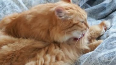 Yatakta yatarken şirin zencefil kedi. Kabarık evde beslenen hayvan onun pençeleri yalıyor ve uyuyacak. Rahat ev arka plan.