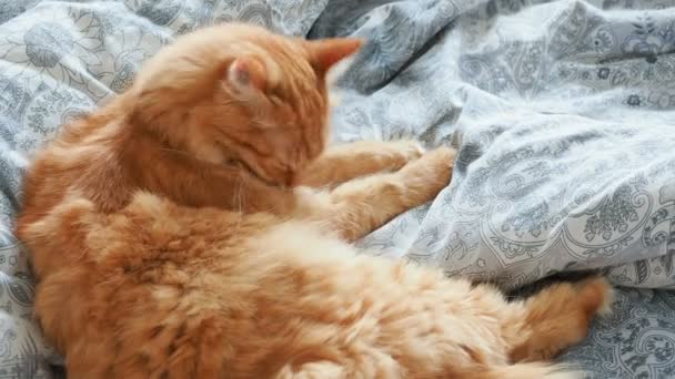 Carino gatto zenzero sdraiato a letto. Fluffy pet si lecca le zampe e si addormenta. Accogliente sfondo casa . — Video Stock