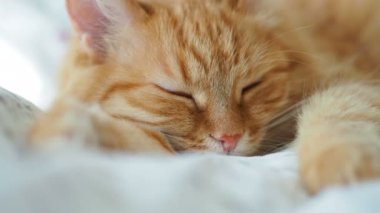 Şirin zencefil kedi yatakta uyuyor. Kabarık evde beslenen hayvan pinekleme. Rahat ev arka plan, sabah uyku zamanı.