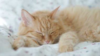 Şirin zencefil kedi yatakta uyuyor. Kabarık evde beslenen hayvan pinekleme. Rahat ev arka plan, sabah uyku zamanı.