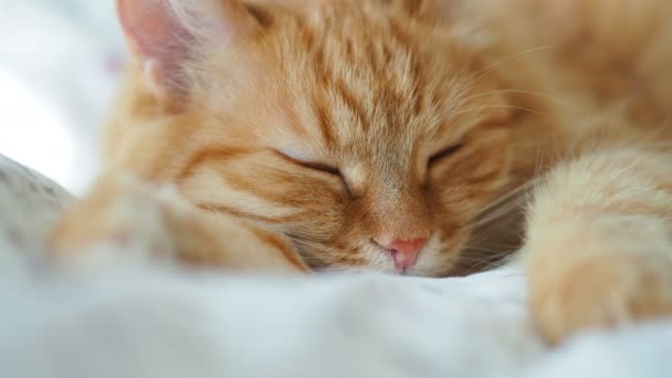 Aranyos gyömbér macska alszik az ágyban. Bolyhos kisállat szunyókált. Hangulatos otthoni háttér, reggel lefekvés előtt. — Stock videók