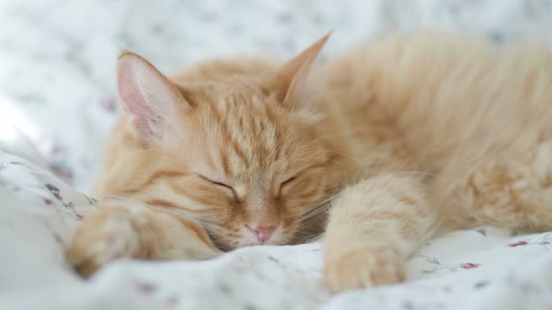 Mignon chat roux dort au lit. Douleurs pelucheuses pour animaux. Confortable fond de maison, heure du coucher du matin . — Video