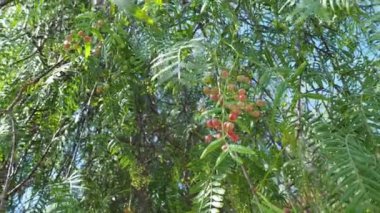Pembe biber baie gül, pembe berry. Schinus molle veya Perulu peppertree.
