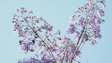 Jacaranda mimosifolia çiçek açan, Jakaranda, mavi Jakaranda, siyah poui olarak veya fern ağacı olarak da bilinir. Türkiye.