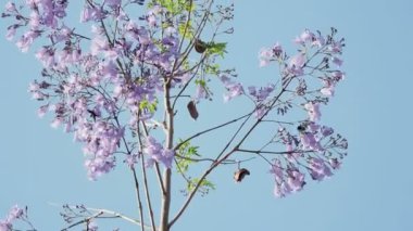 Jacaranda mimosifolia çiçek açan, Jakaranda, mavi Jakaranda, siyah poui olarak veya fern ağacı olarak da bilinir. Türkiye.