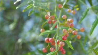 Pembe biber baie gül, pembe berry. Schinus molle veya Perulu peppertree.