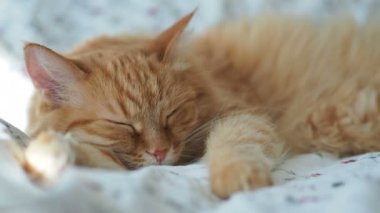 Şirin zencefil kedi yatakta uyuyor. Kabarık evde beslenen hayvan pinekleme. Rahat ev arka plan, sabah uyku zamanı.