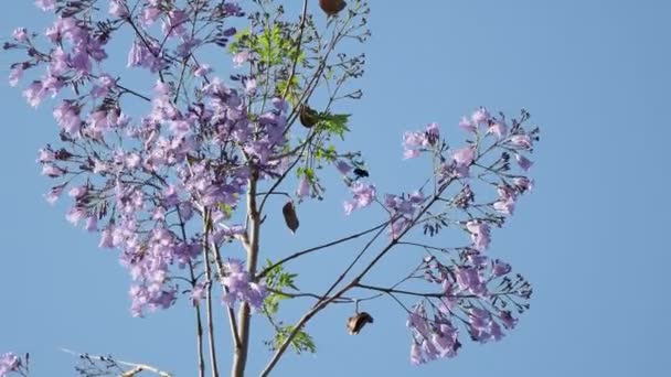 Цветущая Jacaranda mimosifolia, также известная как jacaranda, blue jacaranda, black poui, или как папоротник. Турция . — стоковое видео