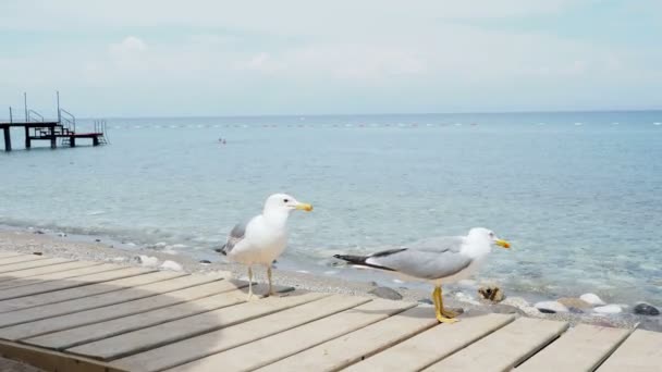 Par måsar på träpiren. Blå havet på bakgrund. Turkiet. — Stockvideo