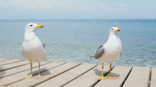 Möwenpaar auf Holzpier. blaues Meer auf dem Hintergrund. Truthahn. — Stockvideo