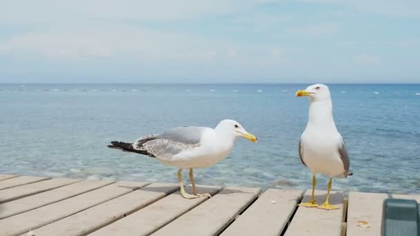 Coppia di gabbiani su pontile in legno. Mare blu sullo sfondo. Turchia . — Video Stock