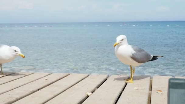 Par de gaivotas no cais de madeira. Mar azul no fundo. Turquia . — Vídeo de Stock