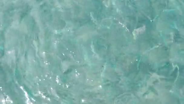 Fish feeding. Small fishes eating bread in crystal clear sea water. Turkey. — Stock Video