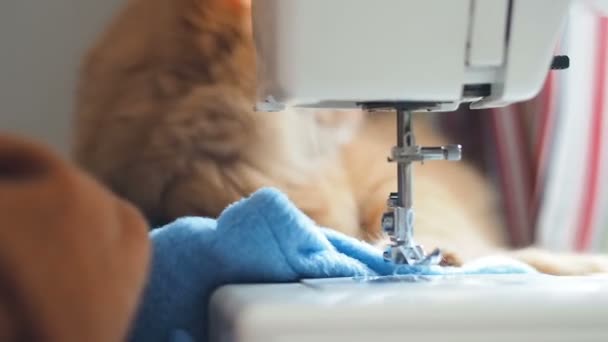 Милый рыжий кот спит за швейной машинкой. Пушистый питомец облизывает. Уютный домашний фон . — стоковое видео