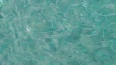 Balık yemi. Kristal berrak deniz suyunda ekmek yiyen küçük balıklar. Türkiye.