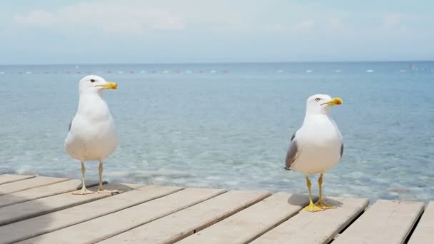 Par måsar på träpiren. Blå havet på bakgrund. Turkiet. — Stockvideo