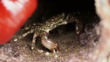 Deliğe, sürünerek kabukları ile kaplı yengeç. Türkiye.