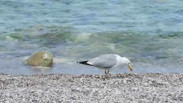 Caza de gaviotas en el surf marino. Pájaro cerca del agua. Turquía . — Vídeos de Stock