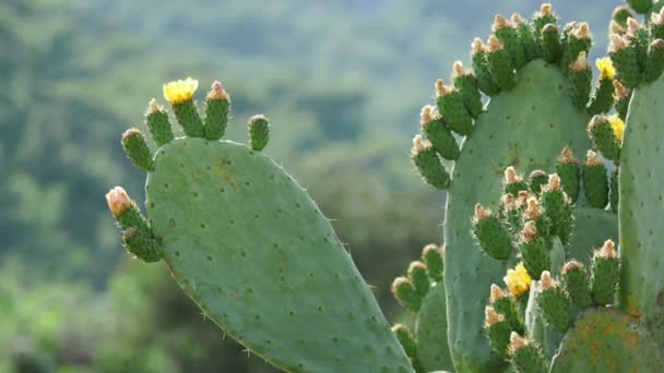 Kaktus Opuntia Kaktusfeige mit essbaren gelben Früchten. Türkei. — Stockvideo