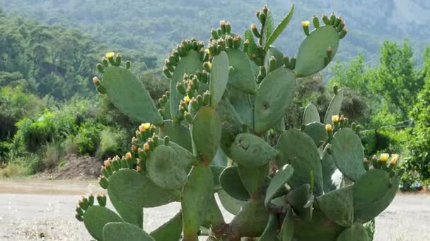 Kaktus Opuntia pichlavé hrušky s jedlým žlutým ovocem. Turecko. — Stock video