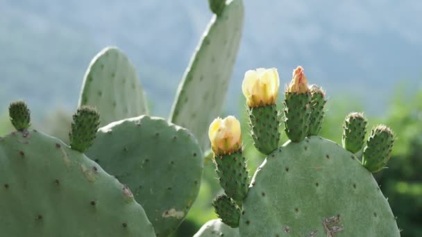 Cacto Pêra espinhosa Opuntia com frutos amarelos comestíveis. Turquia . — Vídeo de Stock